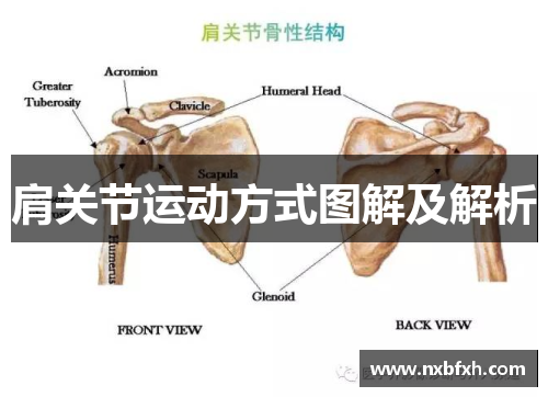 肩关节运动方式图解及解析