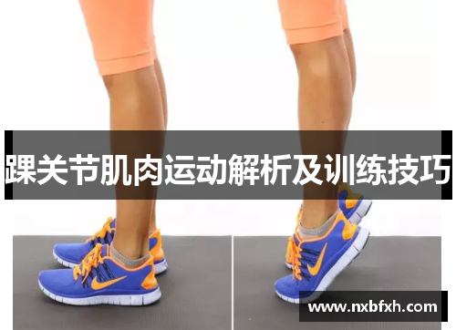 踝关节肌肉运动解析及训练技巧